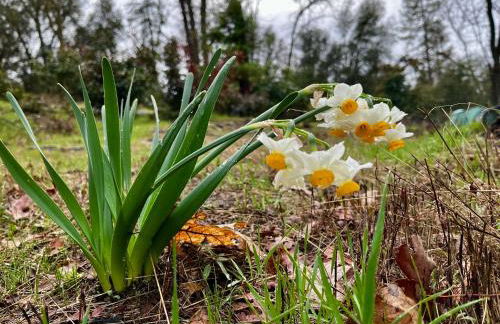 Modern Yosemite Cabin, 15min Bass Lake, Sleeps 8 - Foto 14