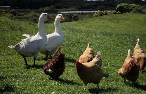 Chalet Sleeps 4 Near Cymyran Beach - Foto 8