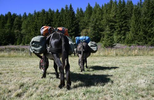 Gîte La Draï L'âme du trappeur au pied d'un volcan - Foto 10