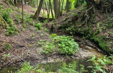 Sosnowy Strumyk - Foto 43