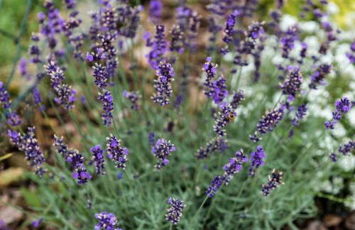 Blisko Lasu - Foto 49