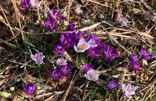 Apartment Ape Maja - Foto 69