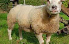 The Hideaway with hot tub - Foto 45