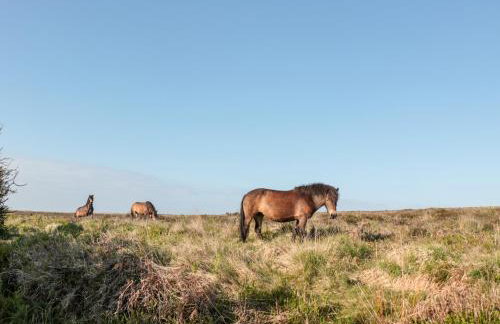 The Old Thatch - Foto 32