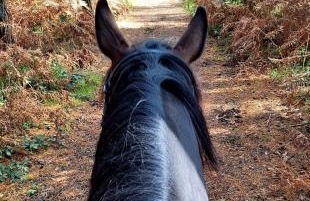 The Annex, Westerlands, Graffham - Foto 56