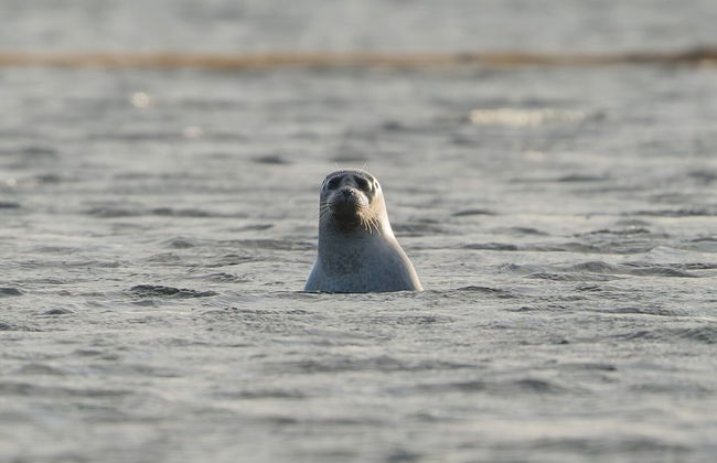 Mystic Light Lodge - Foto 13