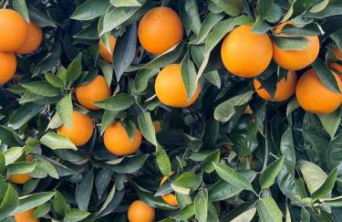 Casa Conxin Beach & Mountain Apartment Costa Blanca - Photo 21