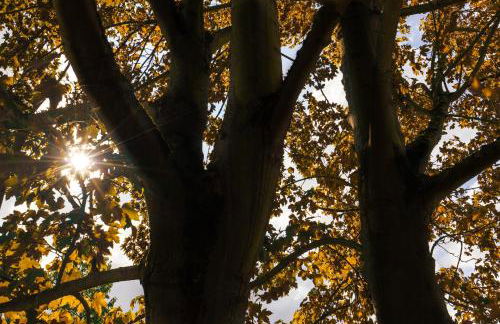 Ferienhaus Ahorn, wunderschöne, neue Wohnungen, ideal für Ausflüge ins Phantasialand, die Städte Köln, Brühl und Bonn oder die Eifel - Foto 26