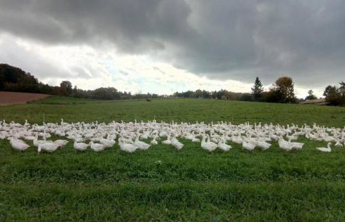 Ferienwohnung Zum Bienenstock - Photo 10