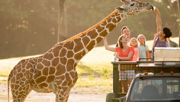 Safari nel parco a tema africano di Tampa