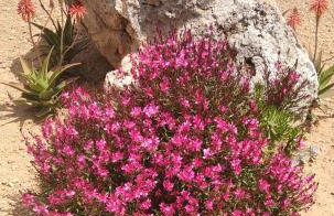 Roussa's House - Foto 51