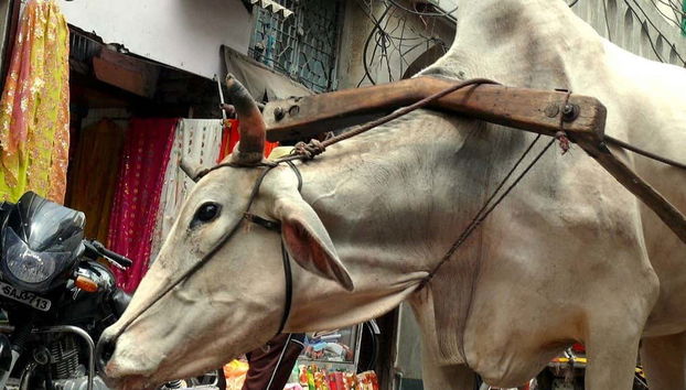 Golden Triangle 7-Day Tour - Foto 2