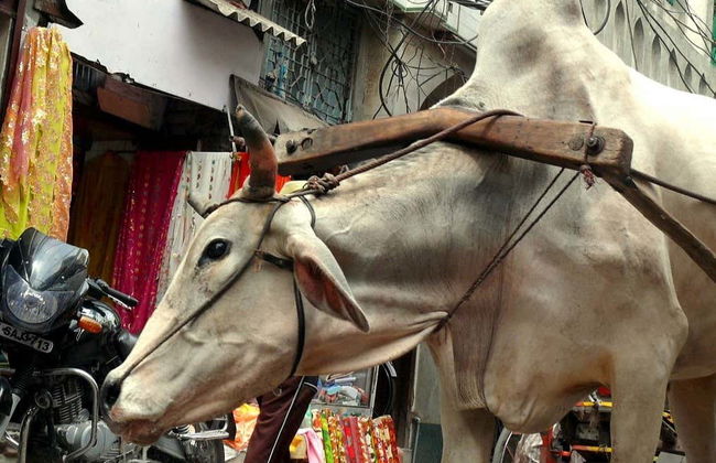 Circuit de 7 jours dans le Triangle d'Or - Photo 2