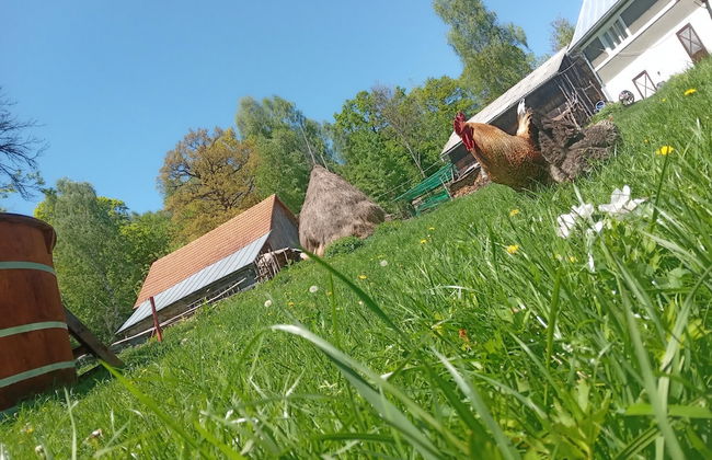 Room in Guest Room - Idylic Family Sejour With Hottube in Green Land - Photo 47