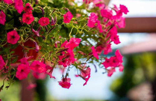 Kwatery u Zdzicha - Foto 51