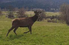 Domek u Hołąbków - Foto 32