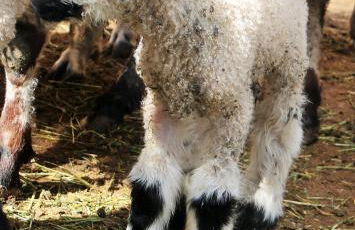 Wine Country Private Working Sheep Farm; Rustic Elegance - Foto 11