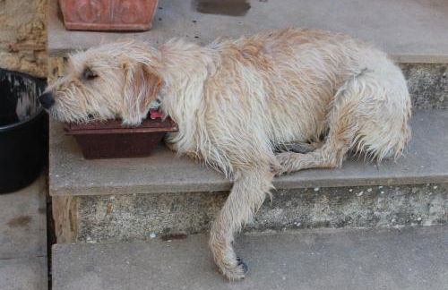 Fattoria San Paolo Agriturismo - Foto 12