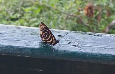 Iguassu Falls Refuge - Cataratas do Iguassu - Paraguai - Argentina - Foto 13