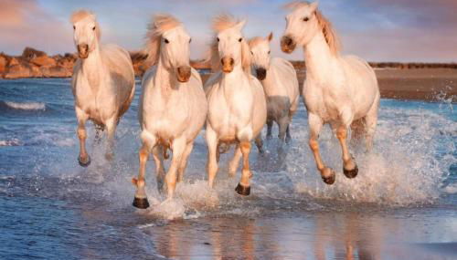Charmant appartement au calme situé en Camargue - Foto 2