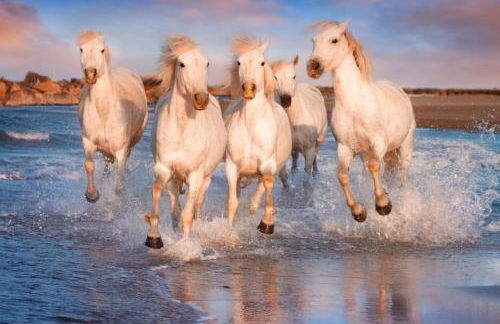 Charmant appartement au calme situé en Camargue - Foto 2