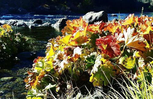 Charming Cottage Rental with Fabulous Views of the Trinity River in Northern California - Foto 15