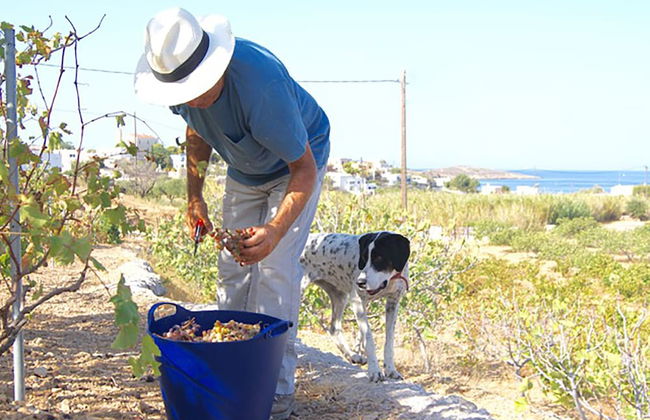 Good Life Greece Eco Villas - Foto 44