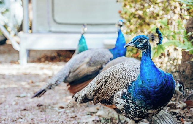 BIG4 Howard Springs Holiday Park - Foto 58