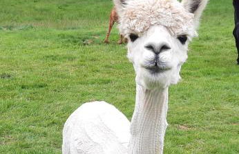 Owl Cabin - Photo 38