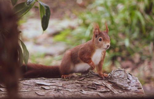 Schäferwagen Grünspecht - Foto 8