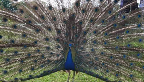 Couanac gîte familial à la campagne avec piscine - Foto 2