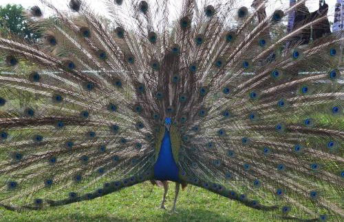 Couanac gîte familial à la campagne avec piscine - Foto 2