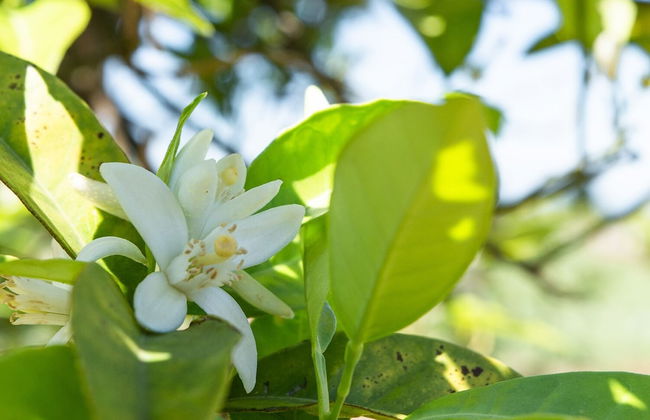 Tenuta San Calogero - Foto 58