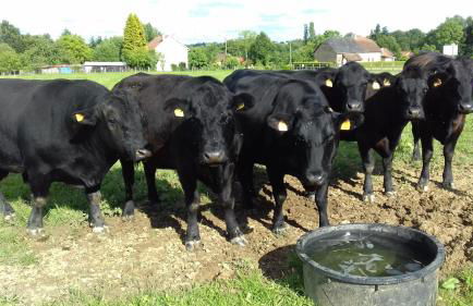 La reserve - Foto 45