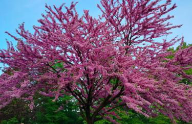 Gloria House - Foto 12