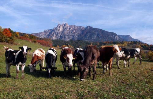 Agritur Maso Chemela - Foto 70