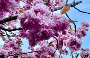 Mt. Baker View Harbor King Bed Fire Pit - Foto 57