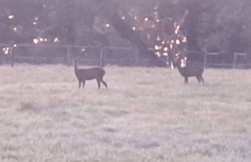 Luxury Shepherds Hut set in a countryside setting - Foto 19