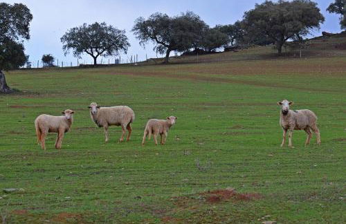 Casa do Avô Tó - Foto 36
