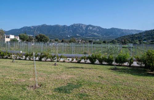 Olive Tree Garden - Foto 58