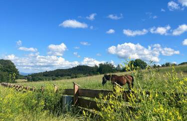 Okno na las - Foto 39