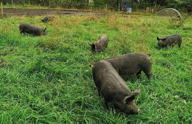 Countryside Cottage Retreat at Ty'r Cwm Farm - Photo 18