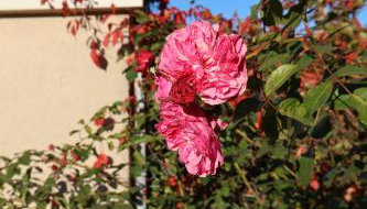 Rezydencja Pod Platanem - Foto 5, Garden