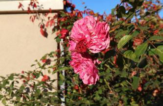 Rezydencja Pod Platanem - Photo 5