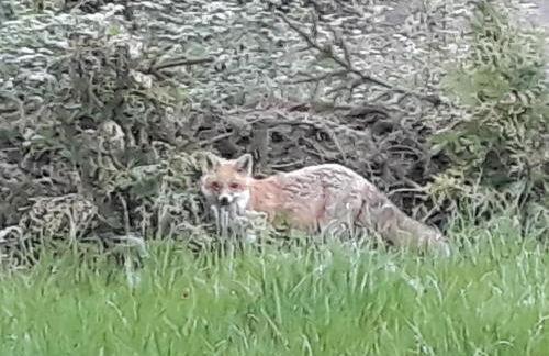Ferienhaus Kellerwald - Foto 23