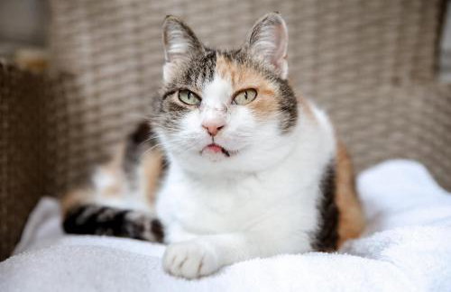 Apartman Lori - Photo 47