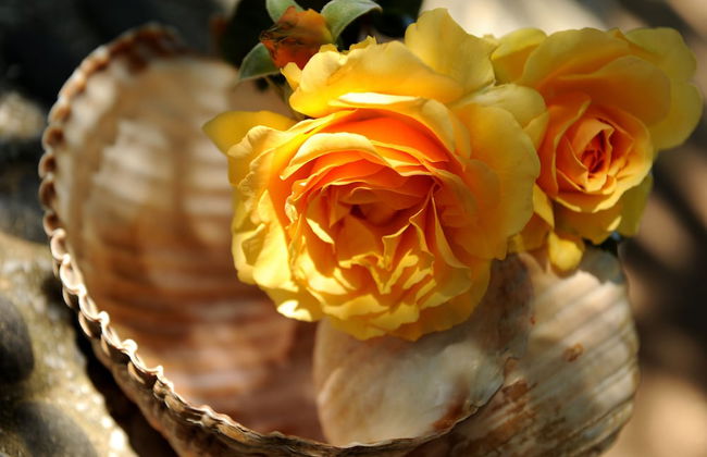 Andros Maisonettes - Foto 23