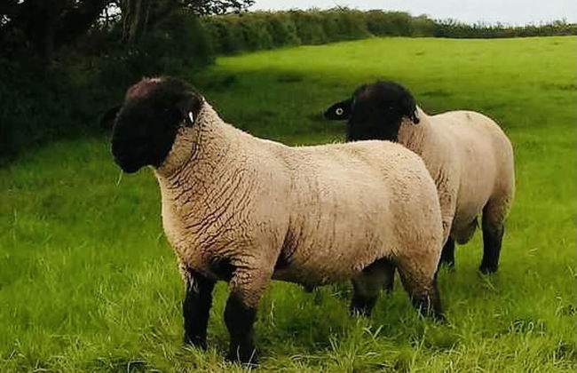 The Snuggly Sheep Shepherd Hut Campview Farm Stay - Foto 15