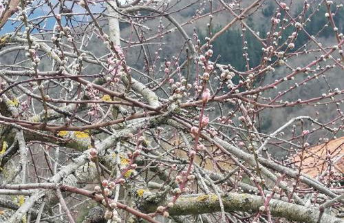 Casa Rural el Enebral en Potes Picos de Euopa - Foto 50