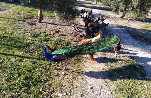 Cortijo Rica - Foto 28